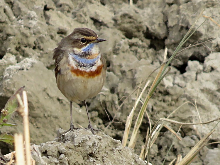 Bluethroat - Ramit Singal