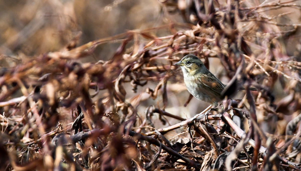 Swamp Sparrow - ML393727241