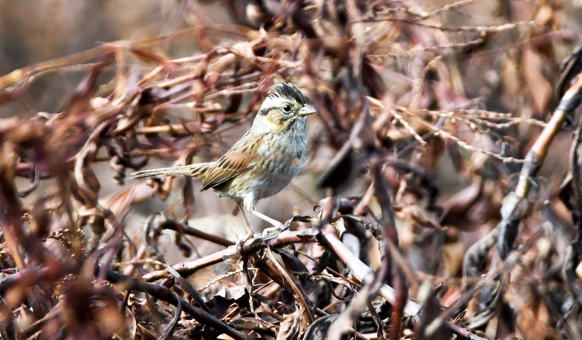 Swamp Sparrow - ML393727251