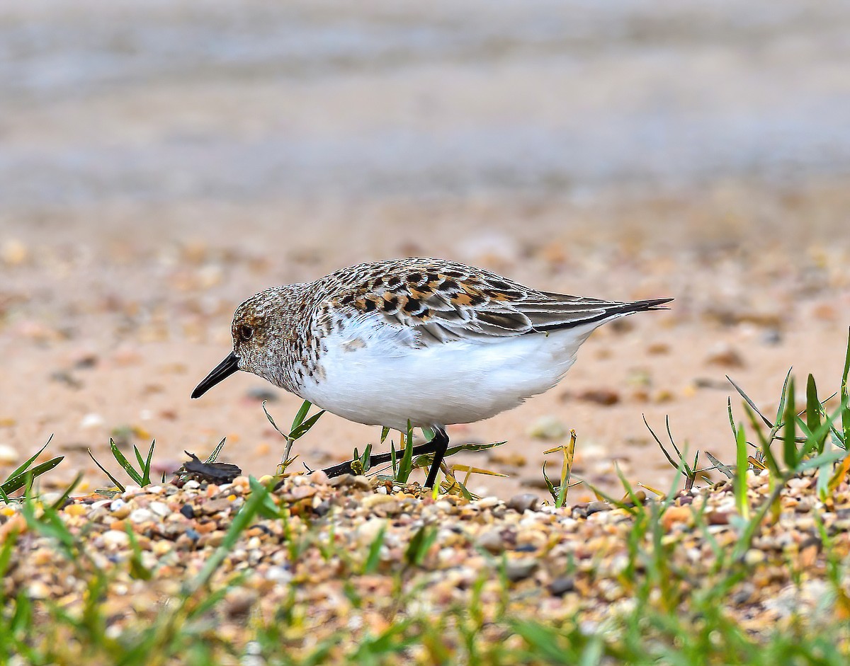 Bécasseau sanderling - ML393728411