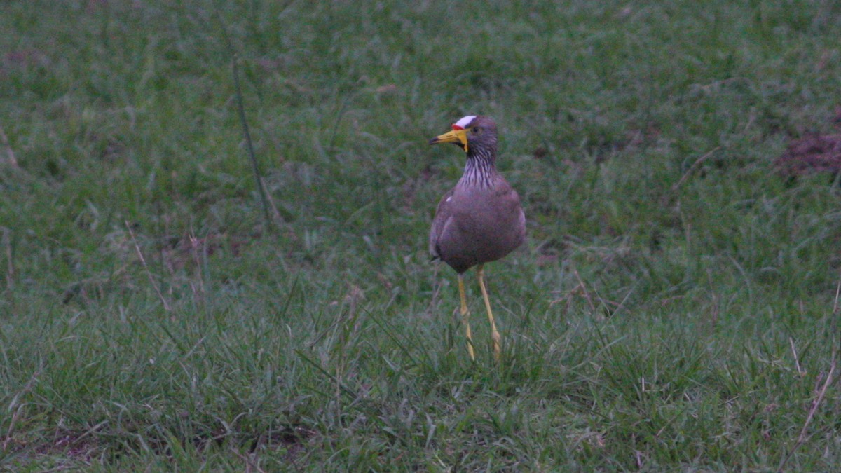 Wattled Lapwing - ML39372861