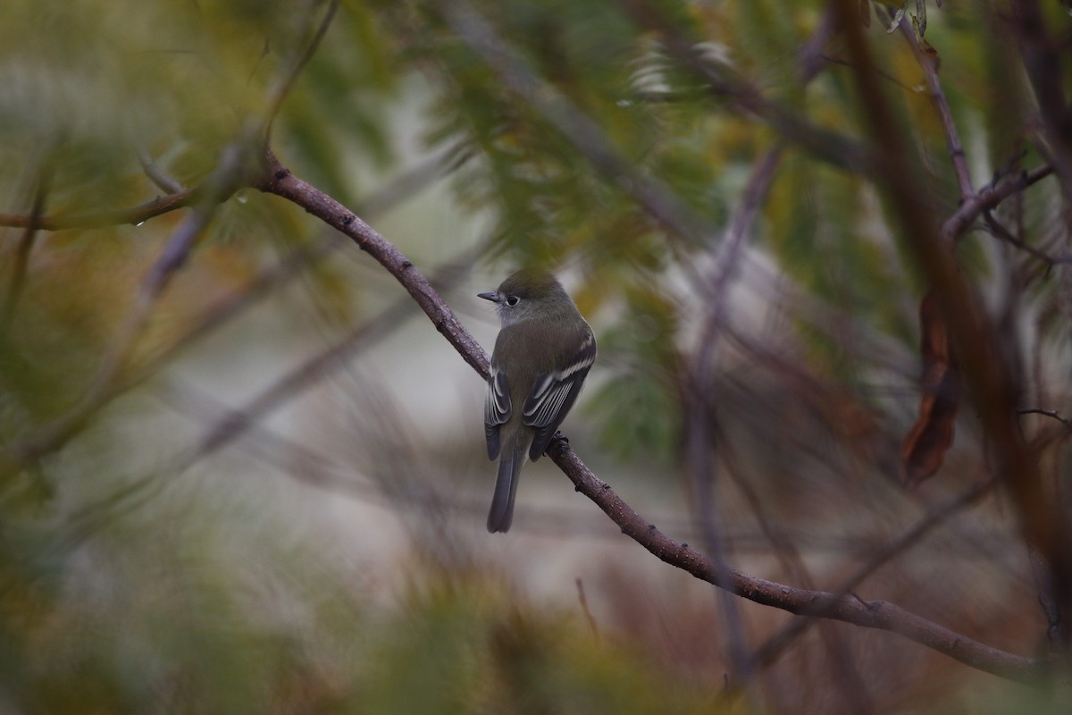 Empidonax sp. - ML393729731