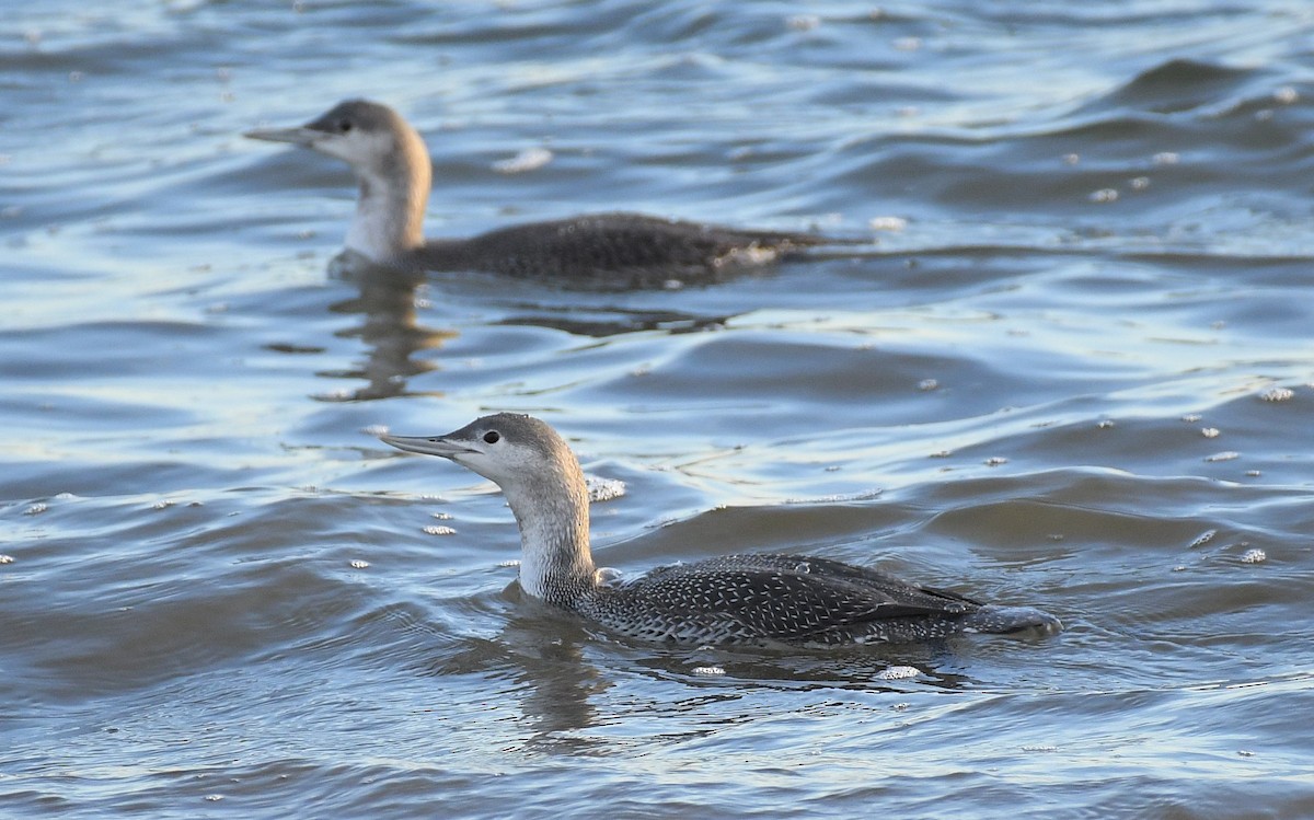 Red-throated Loon - ML393730271