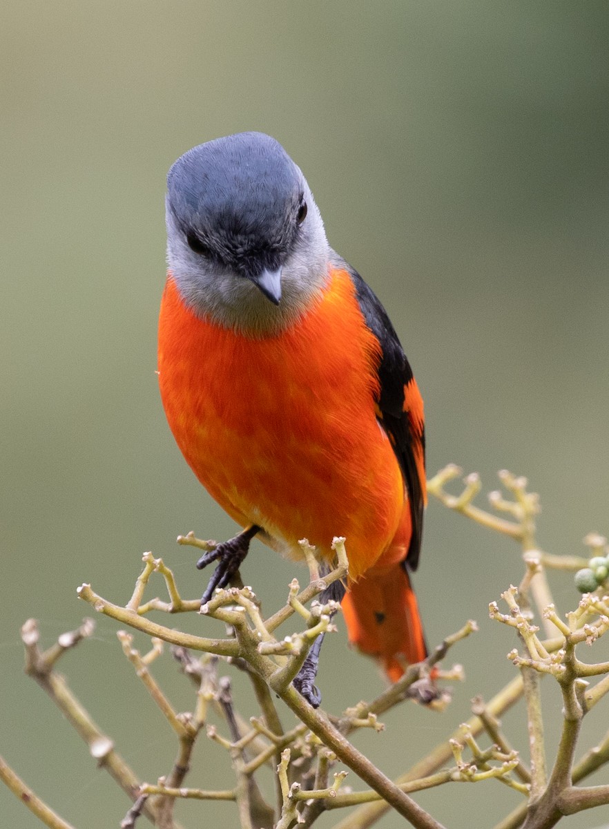 Gray-chinned Minivet - ML393732261