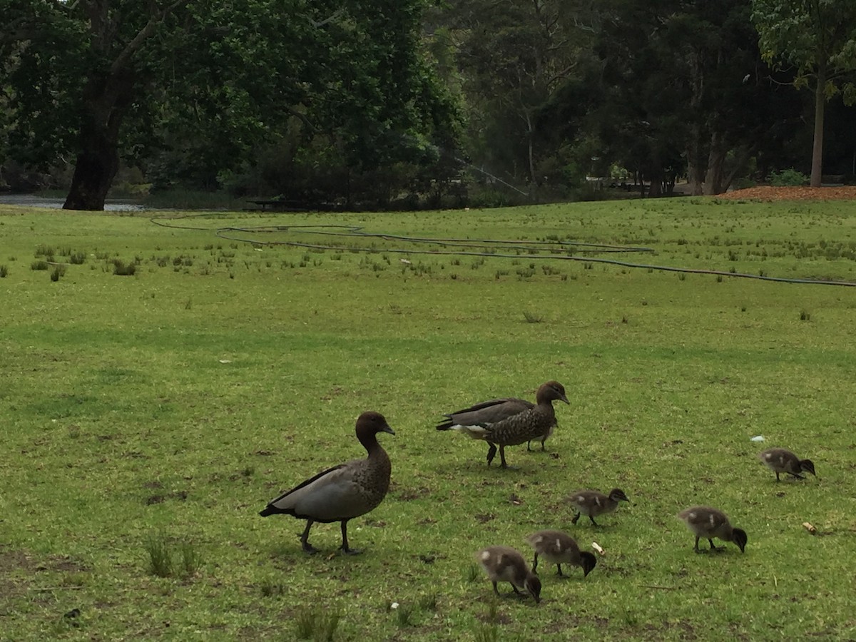 Maned Duck - ML39373311