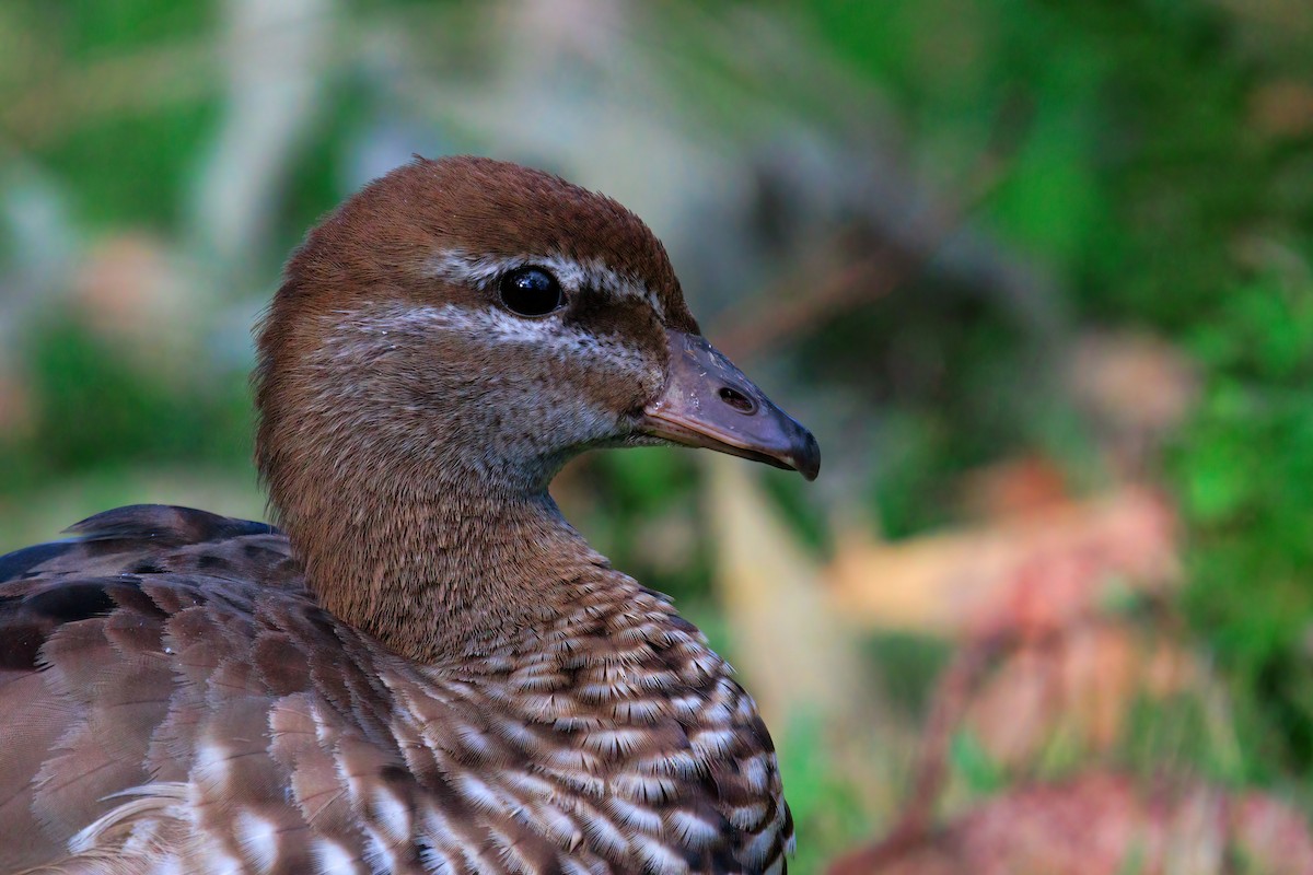 Maned Duck - ML393733751