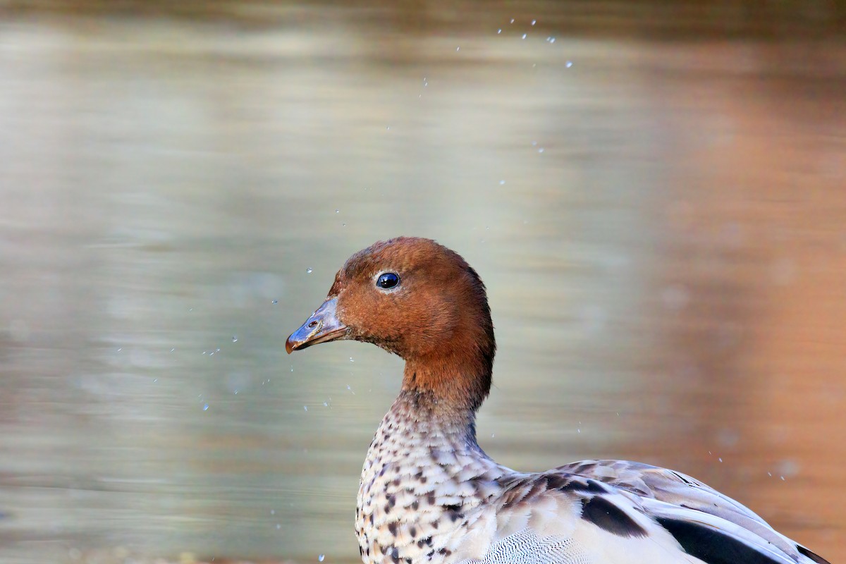 Maned Duck - ML393733761