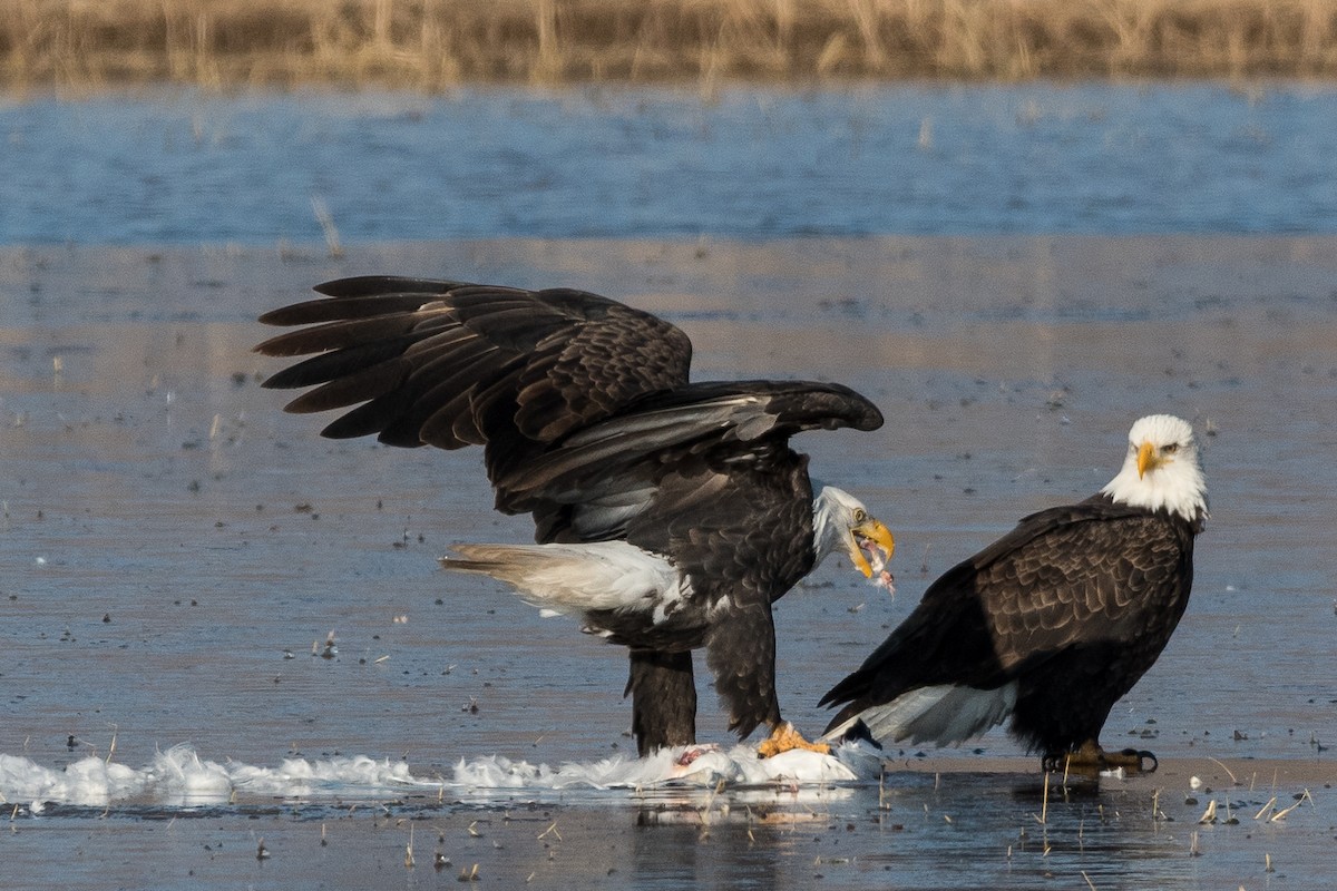 Bald Eagle - Moishie Hersko