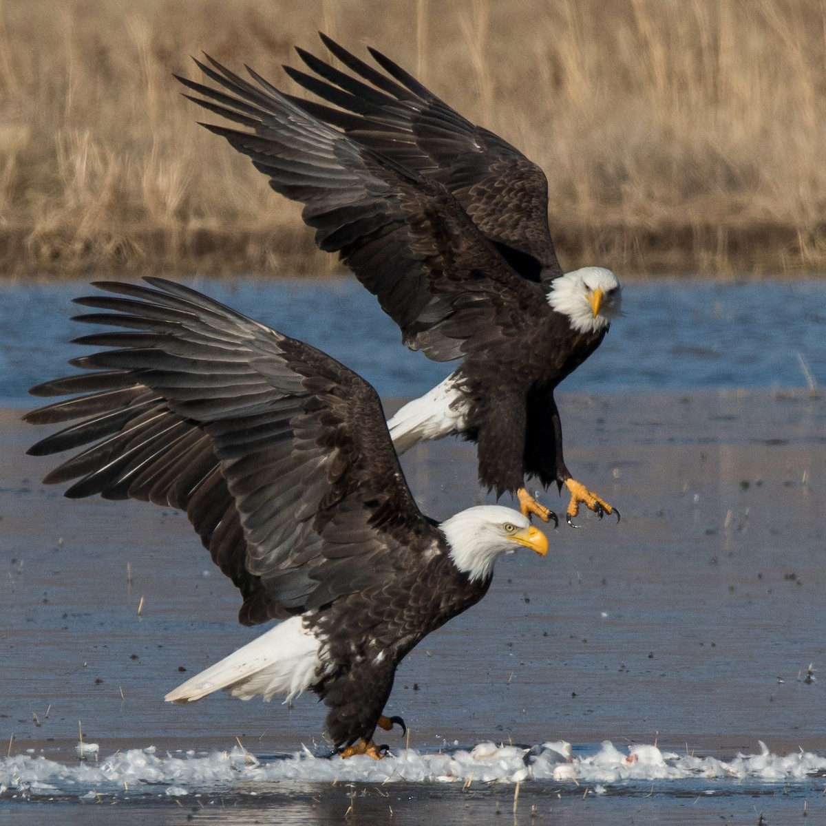 Bald Eagle - Moishie Hersko