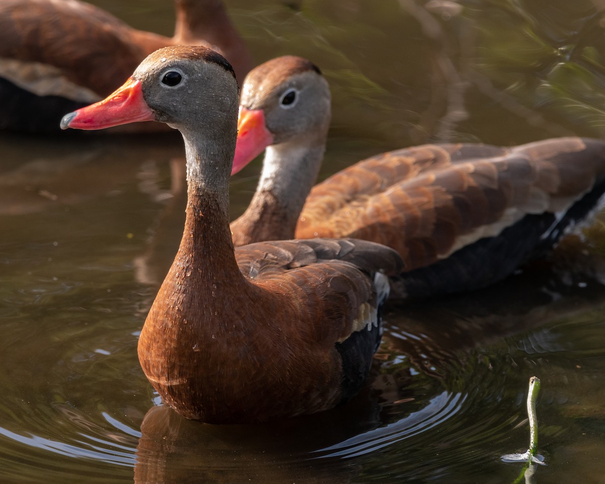 Black-bellied Whistling-Duck - Henrey Deese