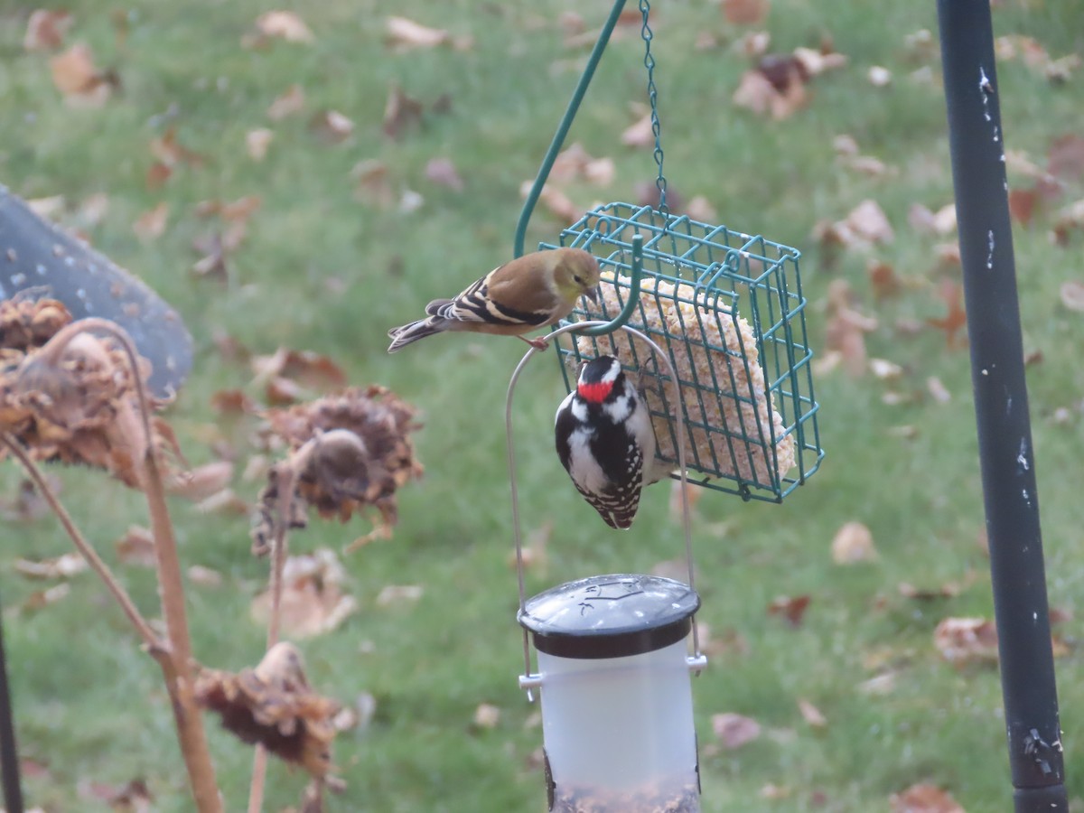 Downy Woodpecker - Lynn Barber