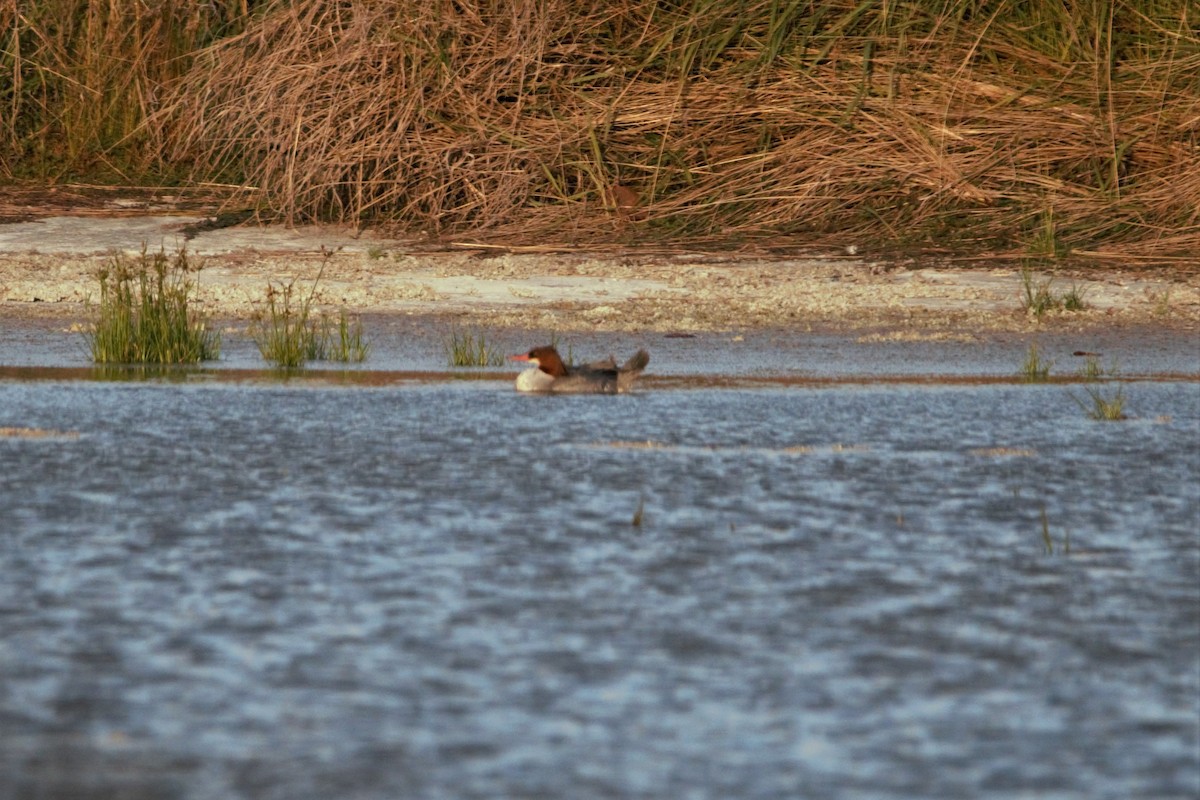 Gänsesäger - ML393736961