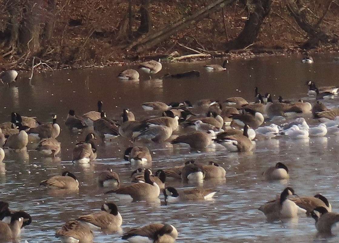 Pink-footed Goose - ML393737101