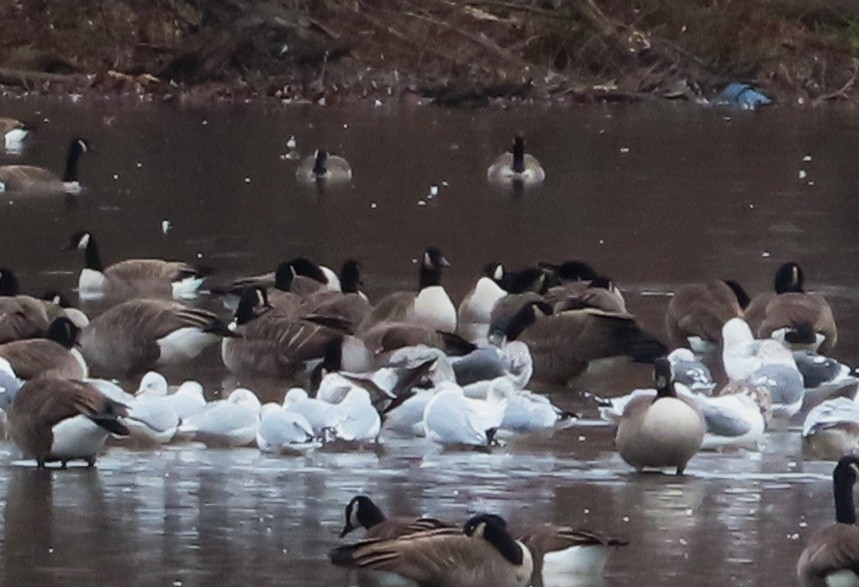 Pink-footed Goose - ML393737131