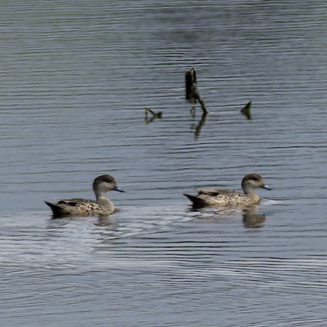 Gray Teal - ML393737151