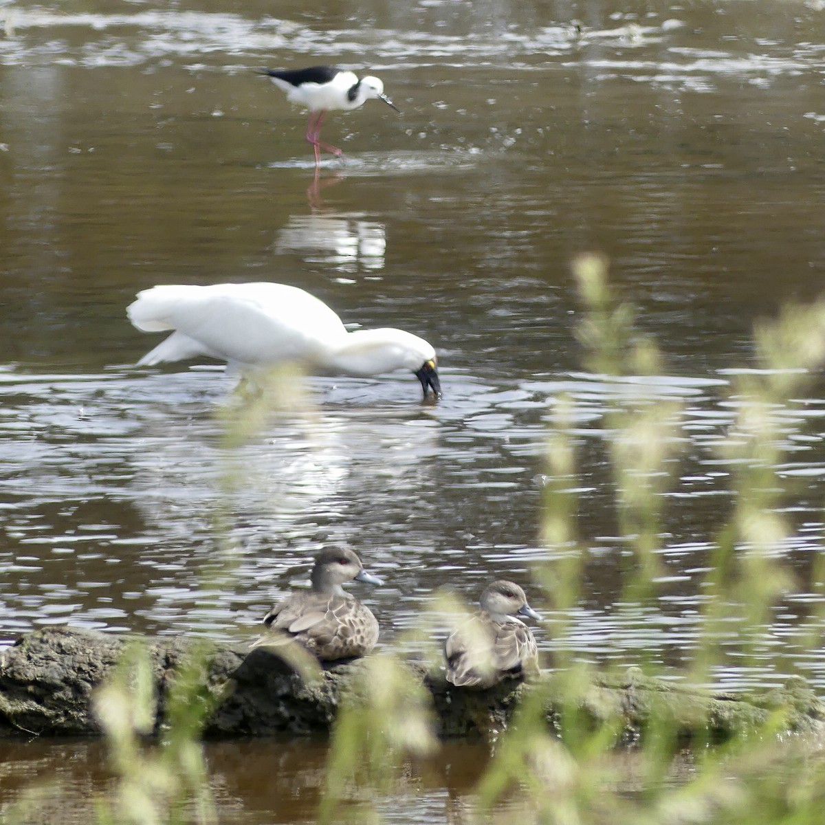 Royal Spoonbill - ML393737591