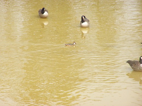 White-cheeked Pintail (White-cheeked) - ML39373841