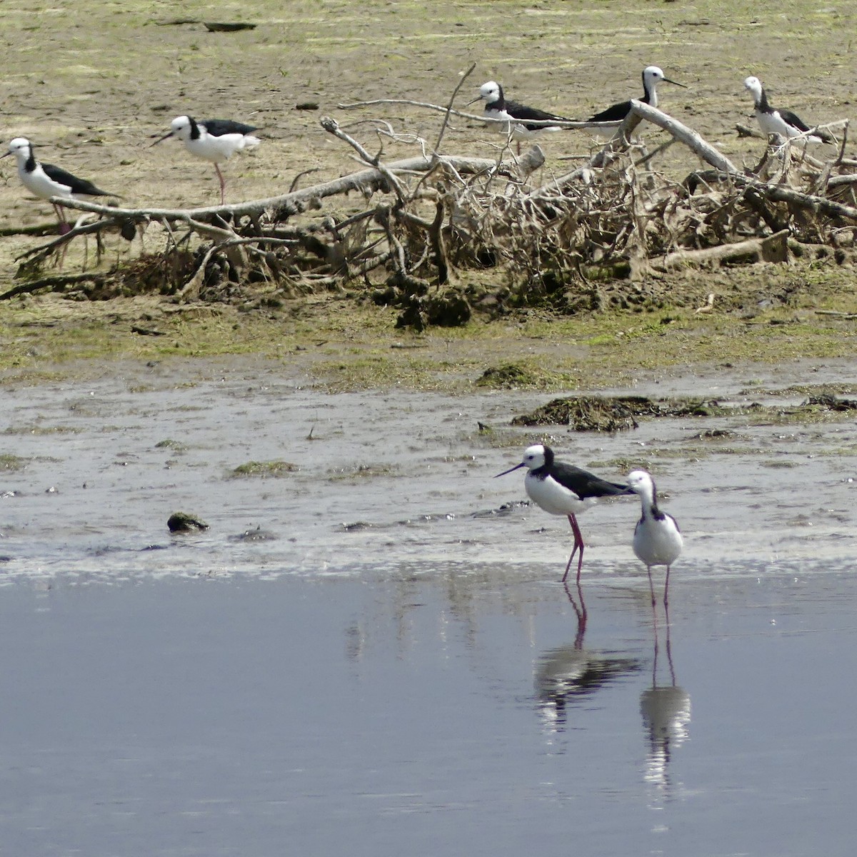 Pied Stilt - ML393738971