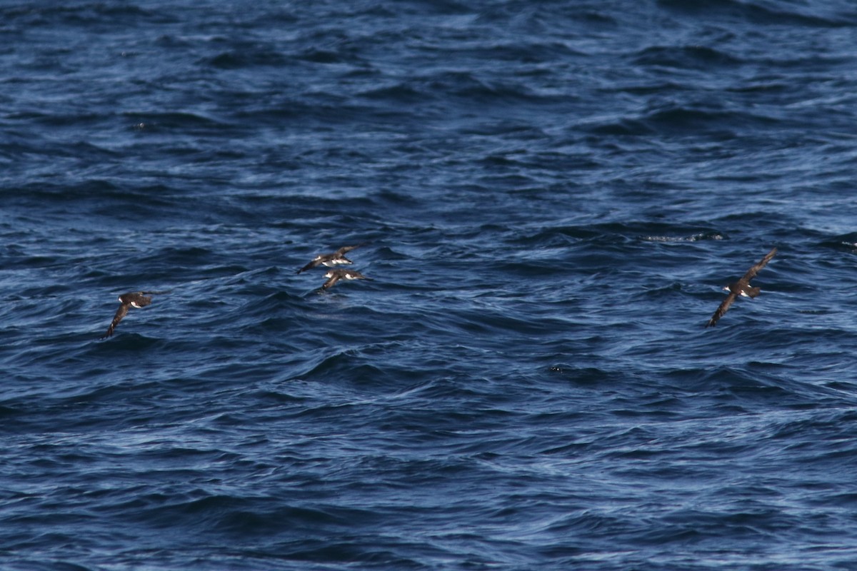 Manx Shearwater - ML39374071