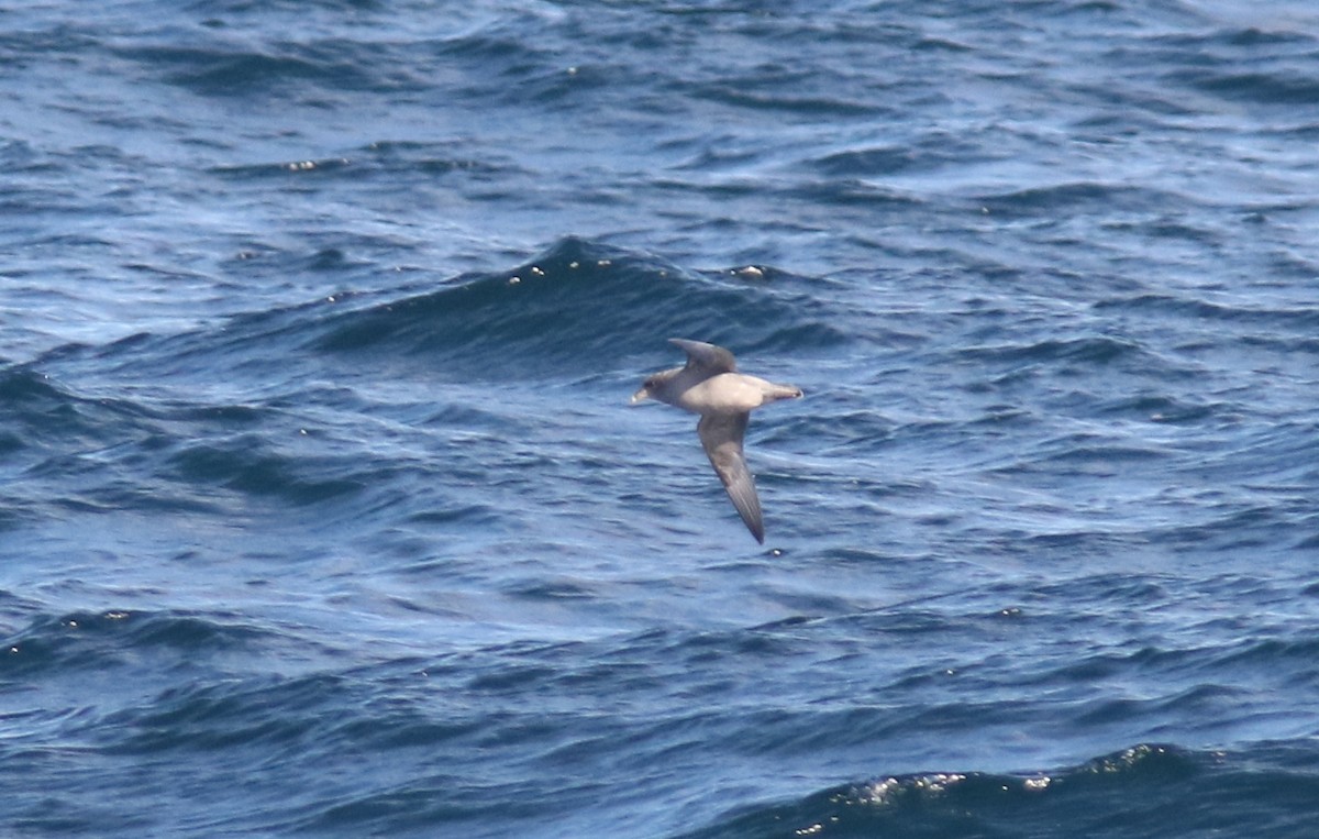 Northern Fulmar - ML39374091