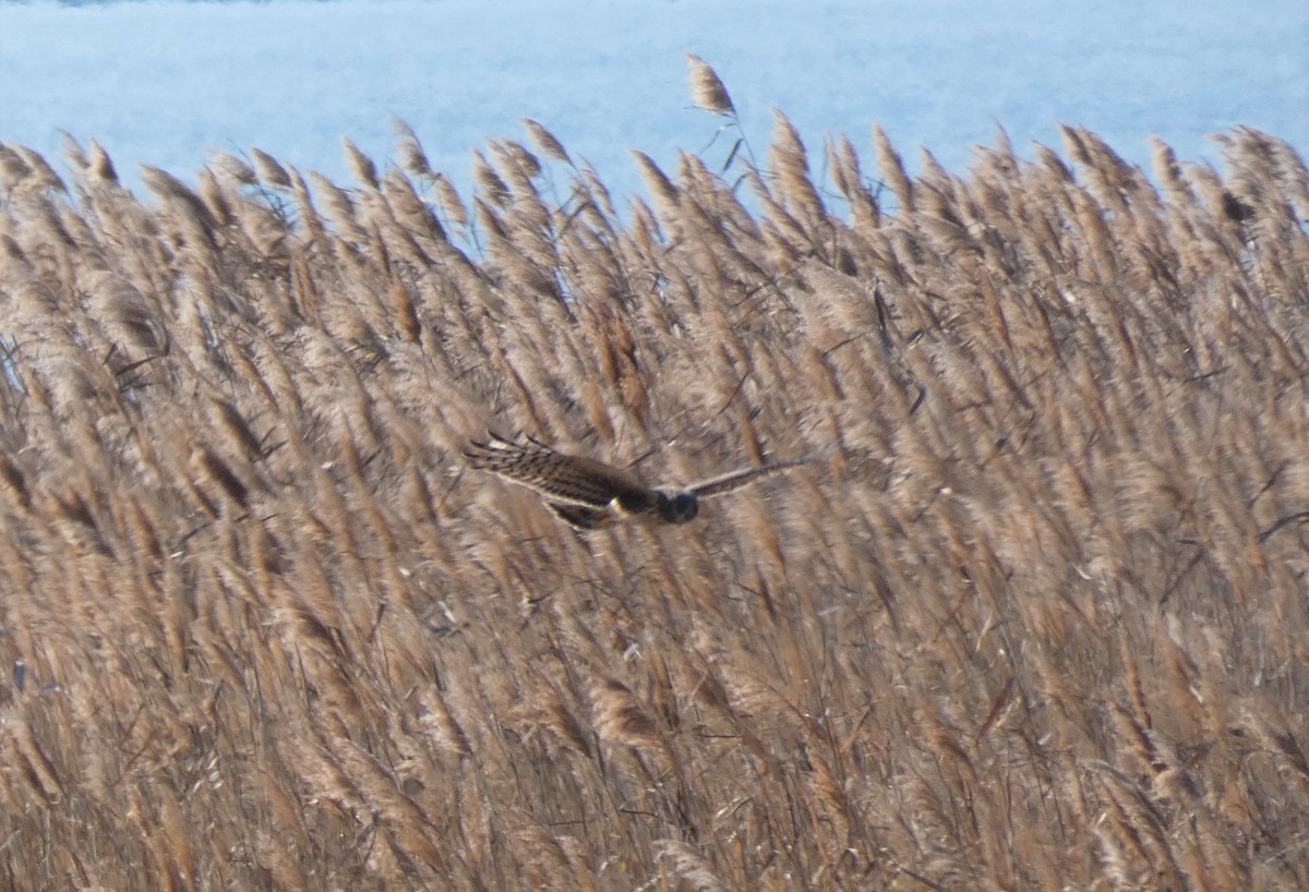 Northern Harrier - Michelle Browning