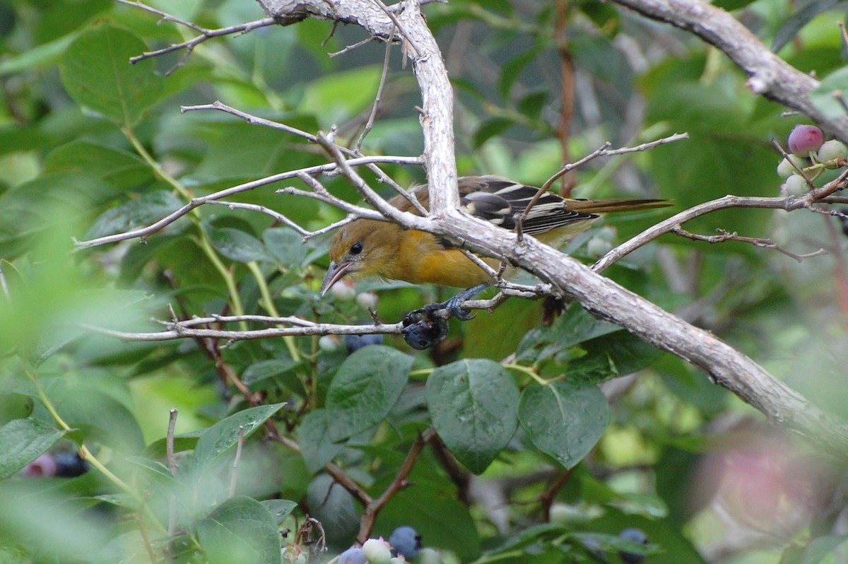 Baltimore Oriole - irina shulgina