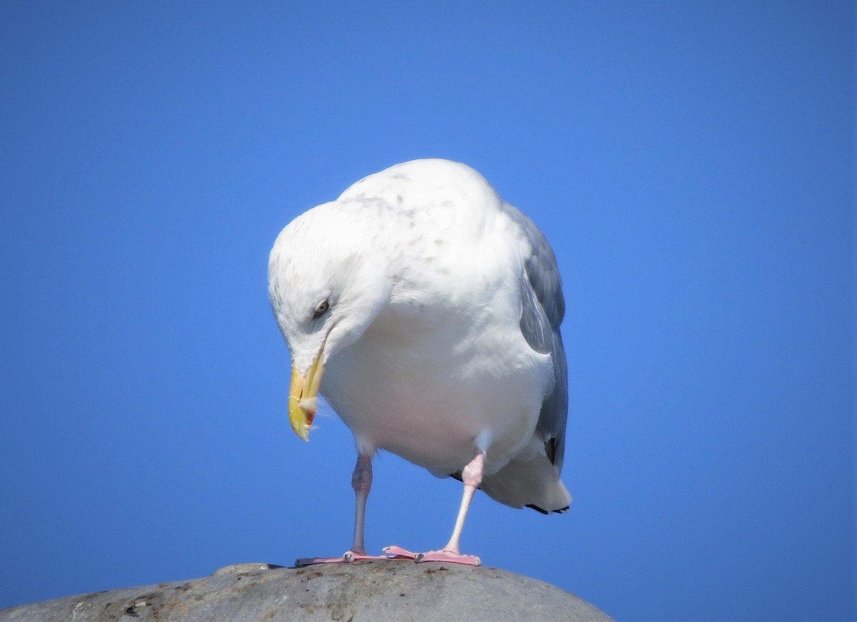 Herring Gull (American) - ML393744651