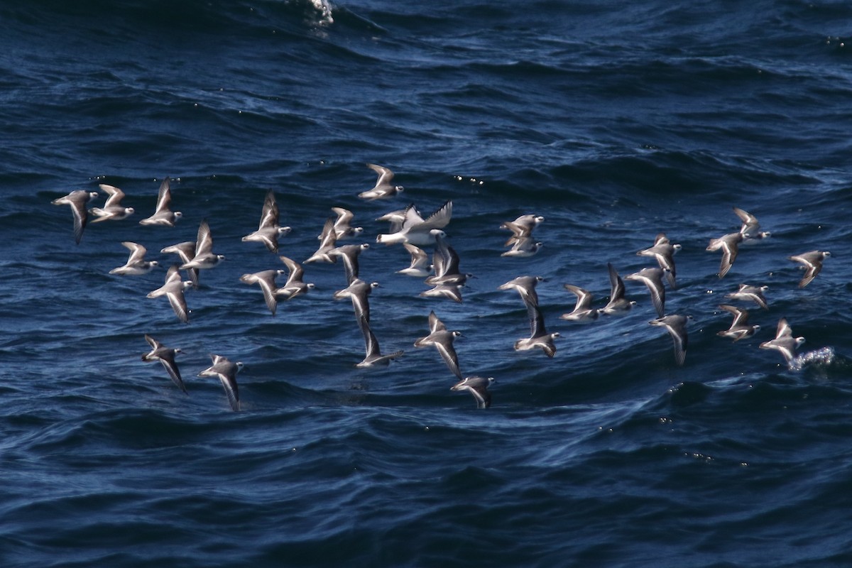 Улаан сэлээхэй - ML39374511