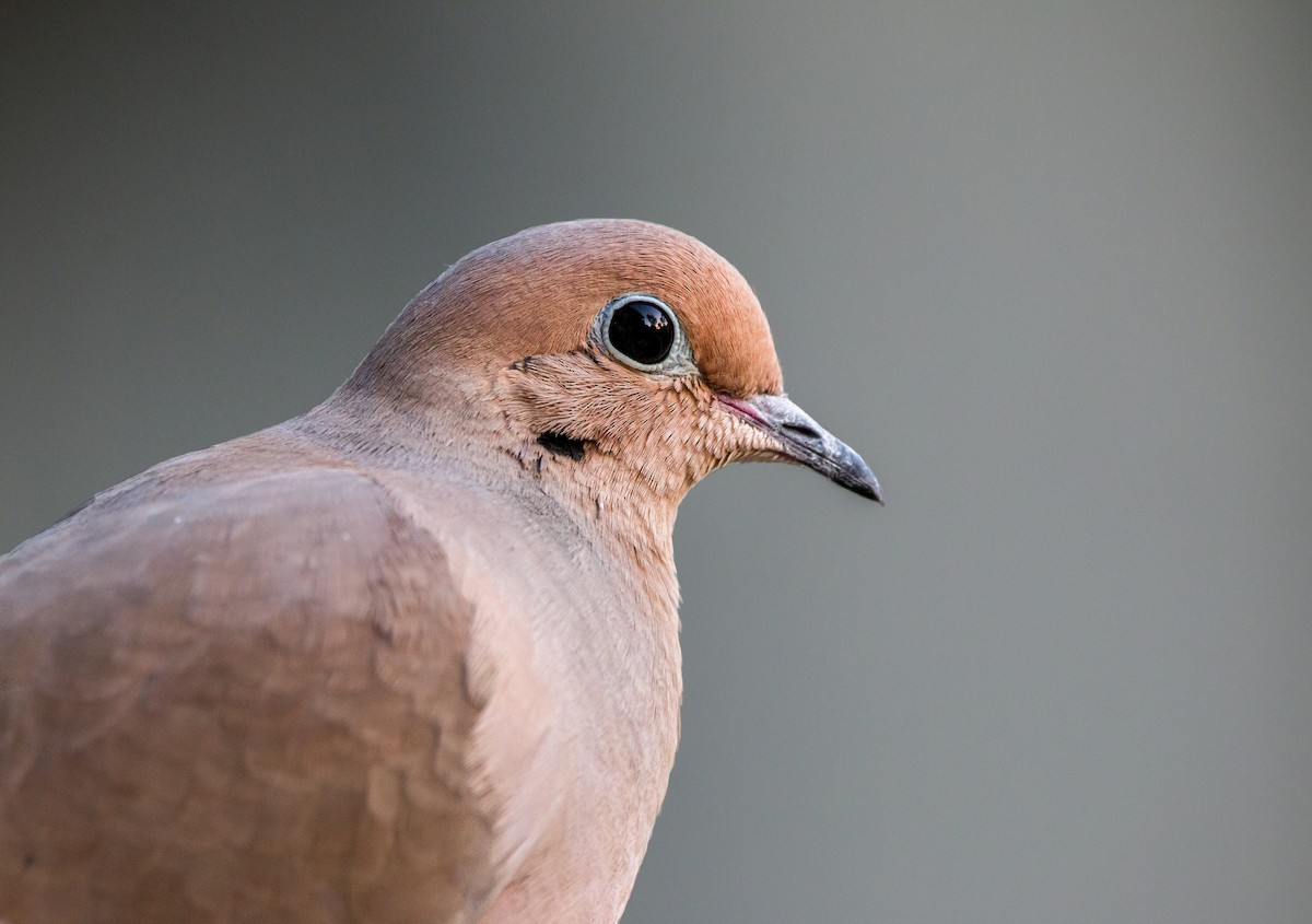 Mourning Dove - ML393745651