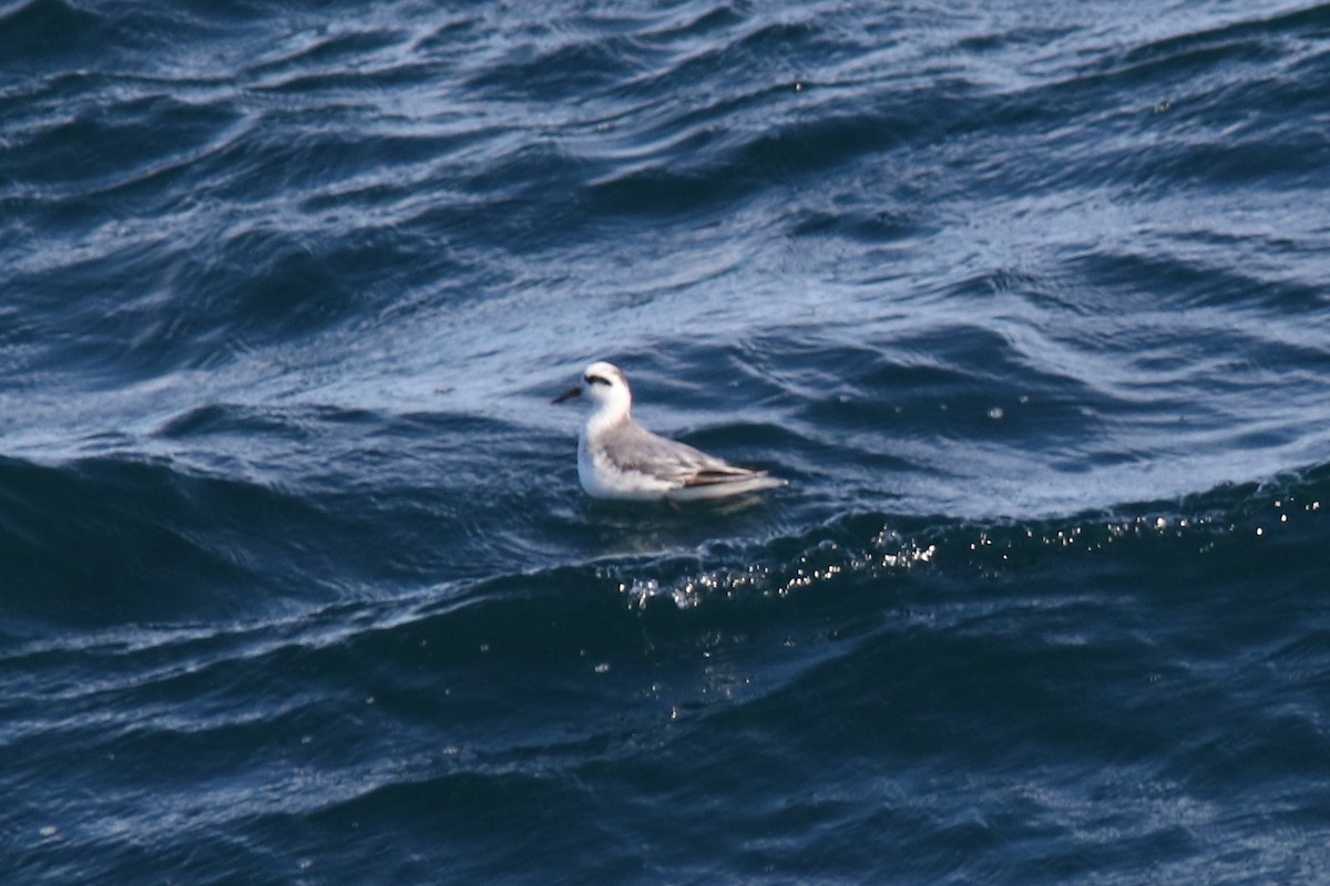 Улаан сэлээхэй - ML39374701