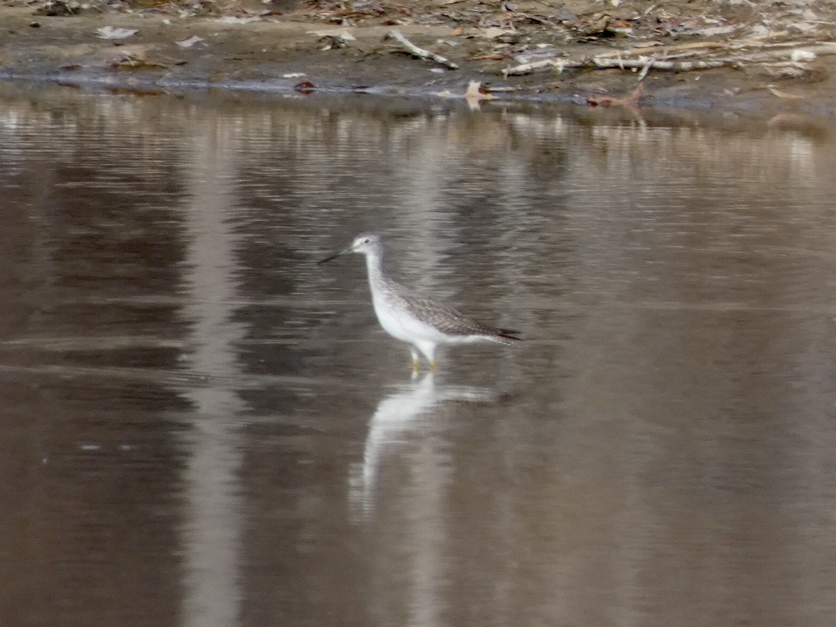 Greater Yellowlegs - ML393748221