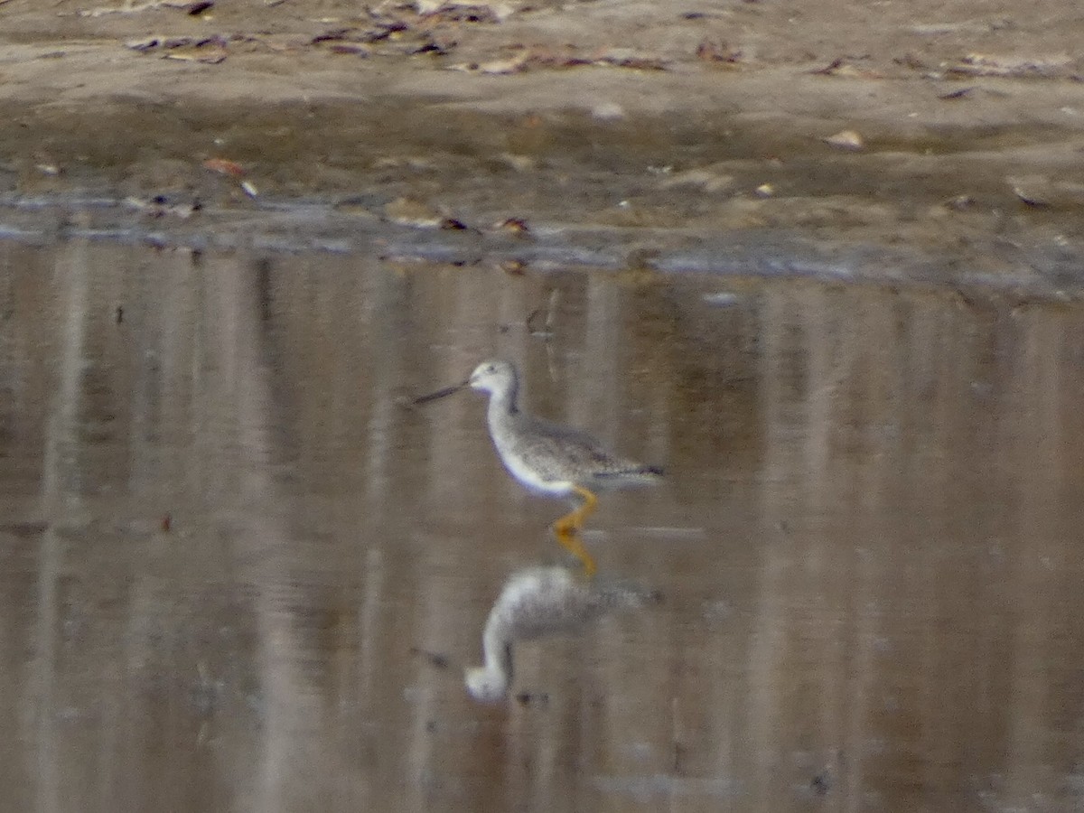 Greater Yellowlegs - ML393748281