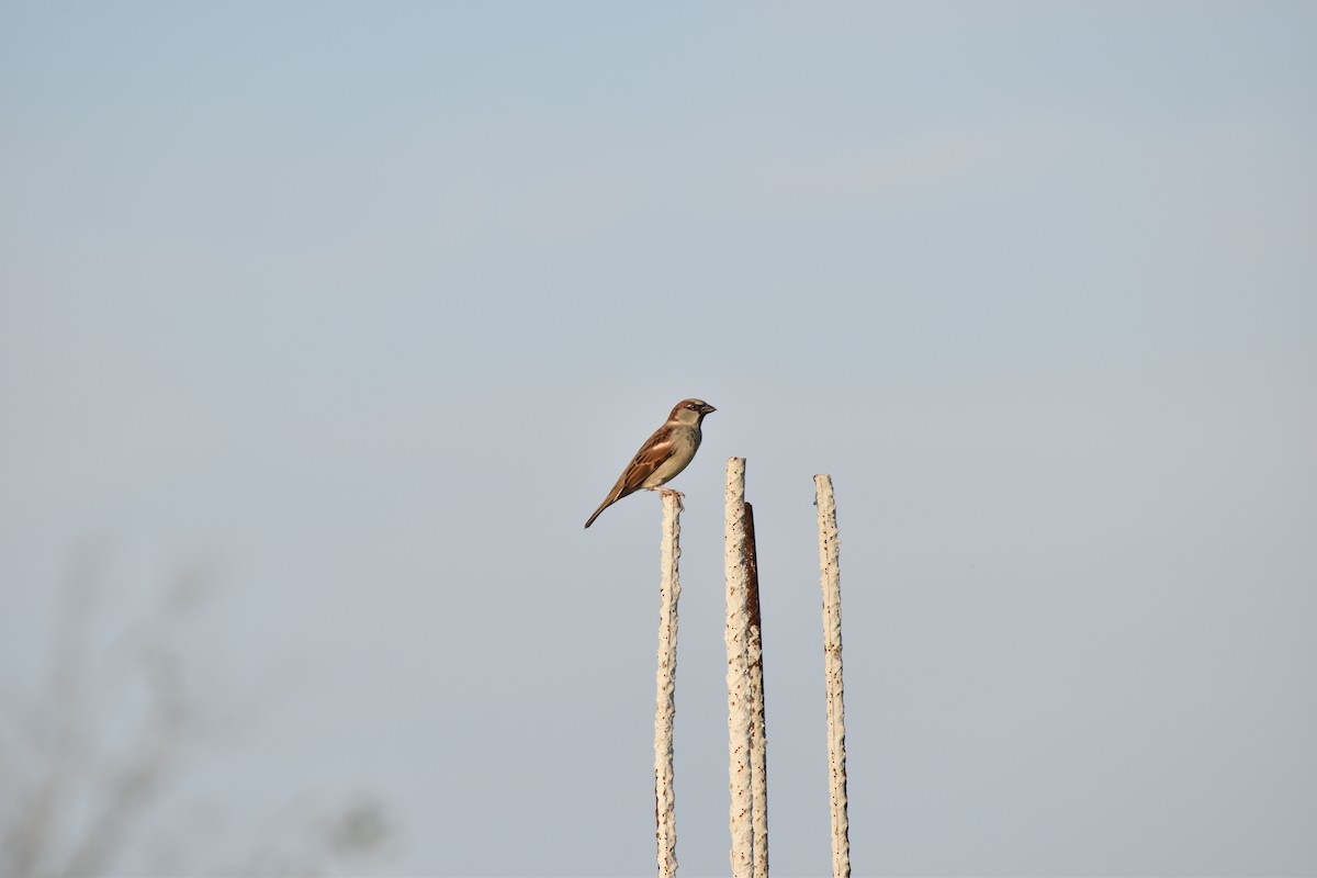 House Sparrow - ML393748561