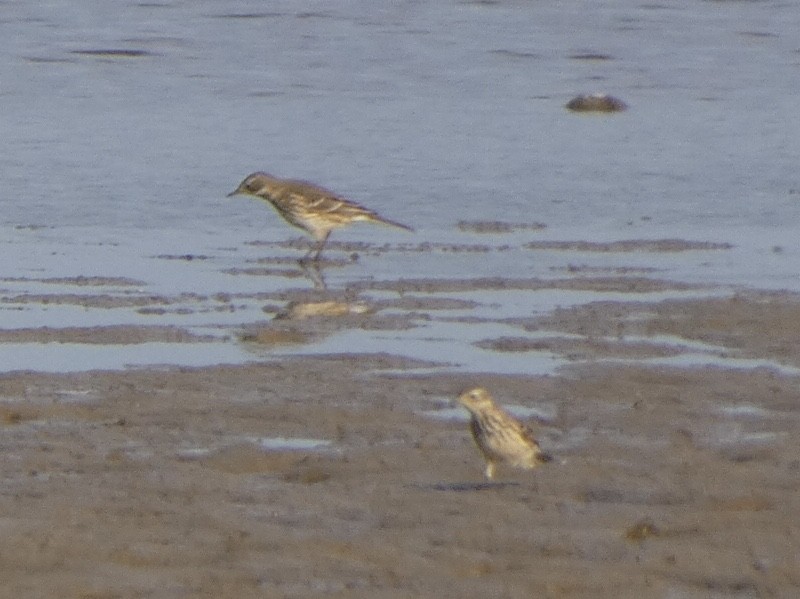 American Pipit - ML393748611