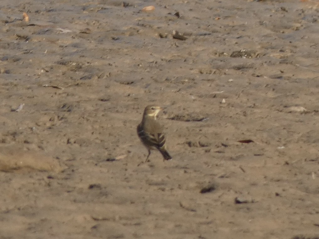 American Pipit - ML393748671