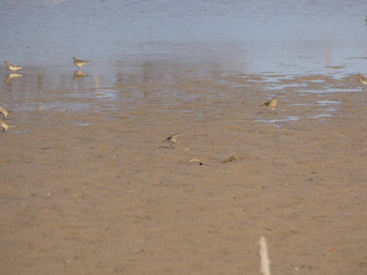 American Pipit - ML393748691