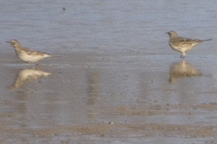 American Pipit - ML393748701