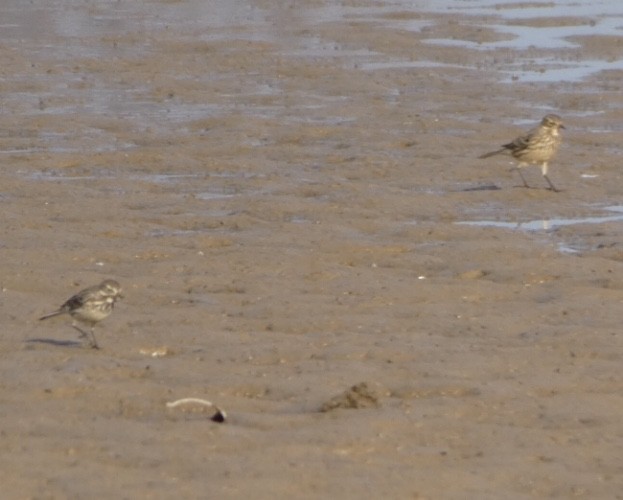 American Pipit - ML393748721