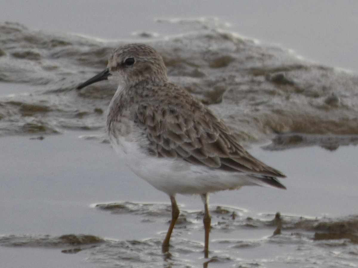 Least Sandpiper - ML393748881