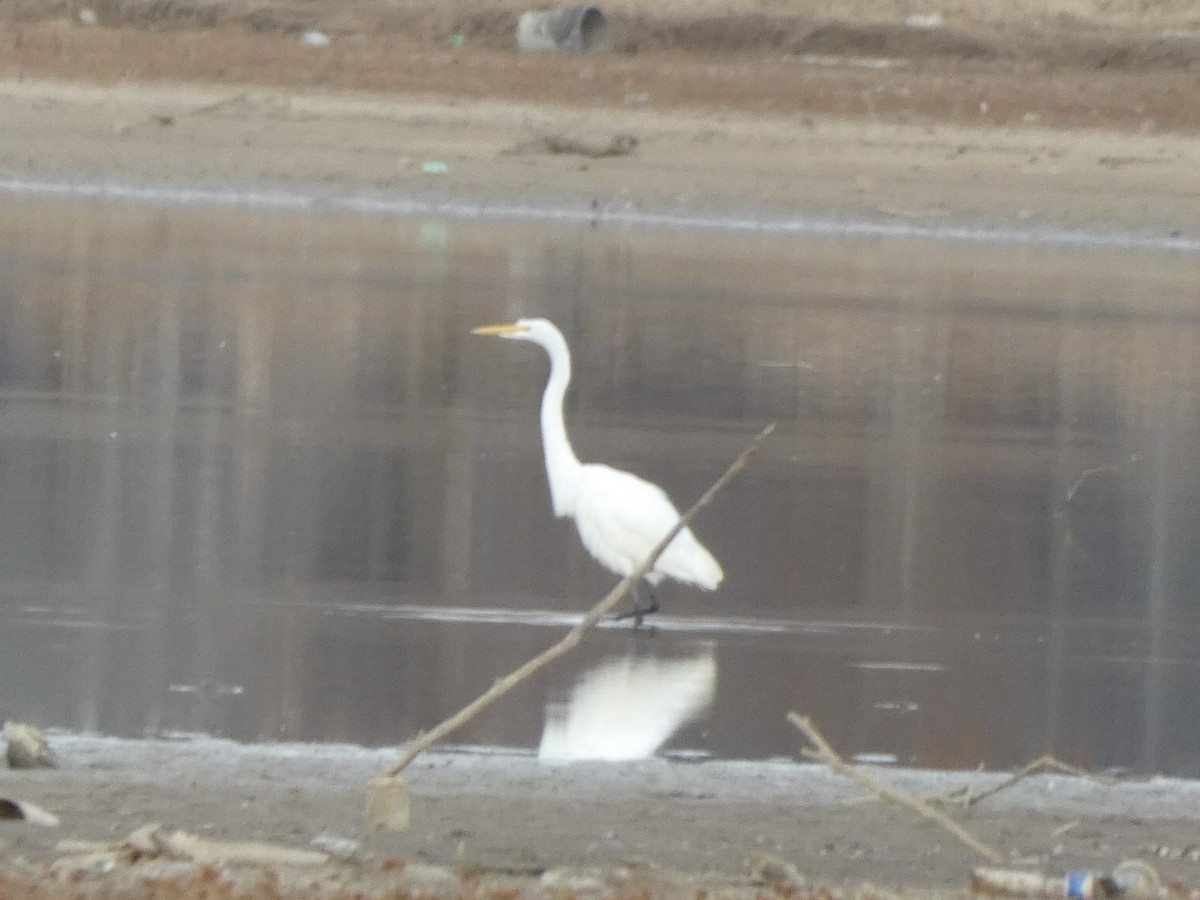 Great Egret - ML393748961