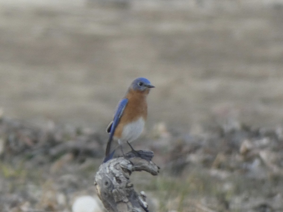 Eastern Bluebird - ML393749021