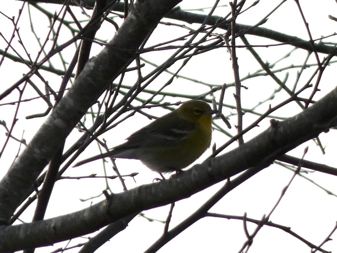 Pine Warbler - ML393749061