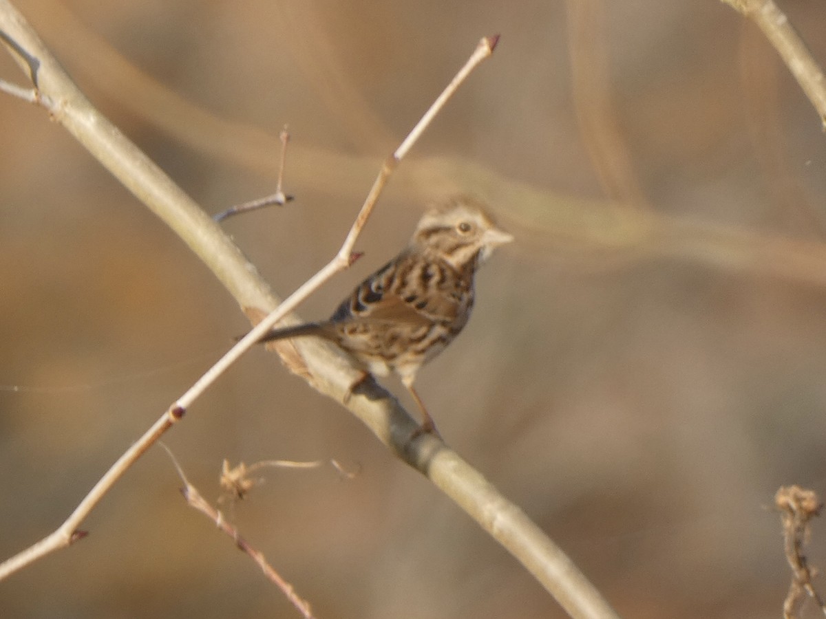 Song Sparrow - ML393749141