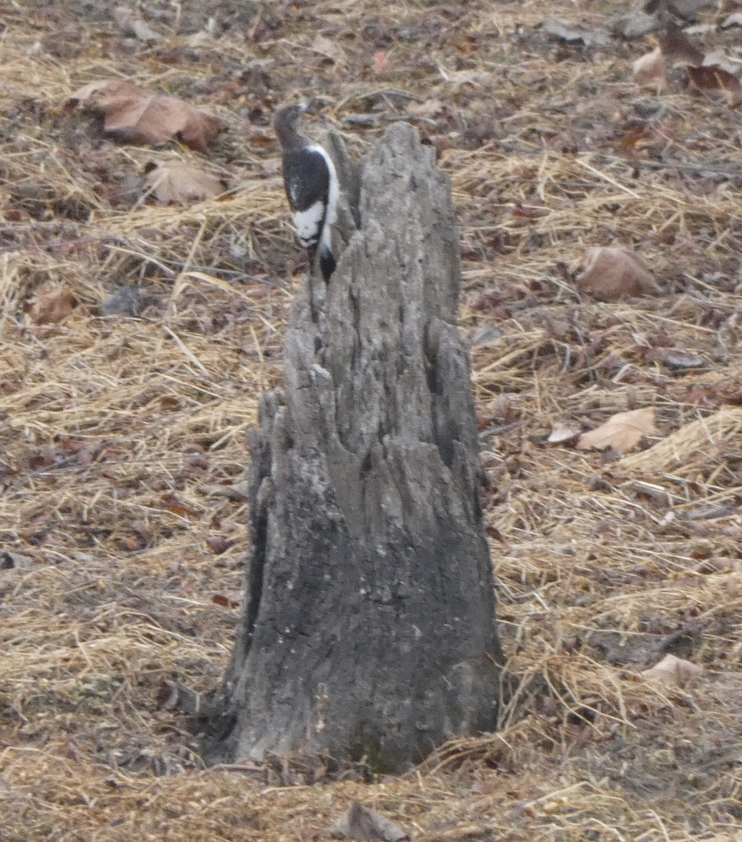 Red-headed Woodpecker - ML393749201