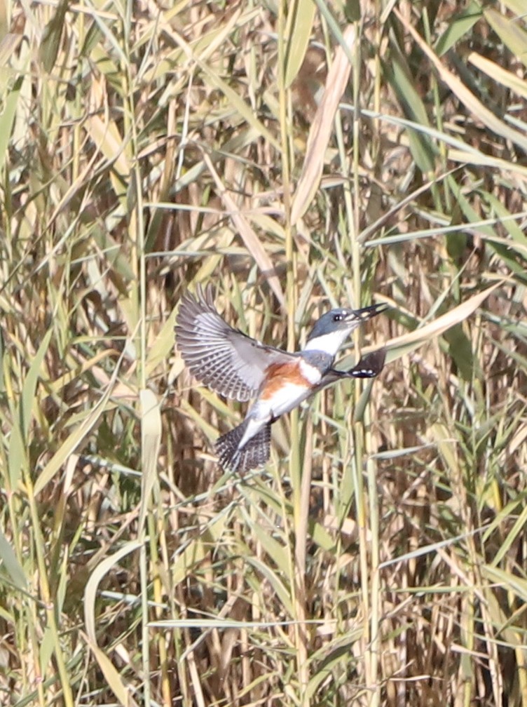 Belted Kingfisher - ML393750151