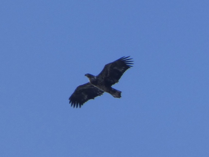 Bald Eagle - ML393754821