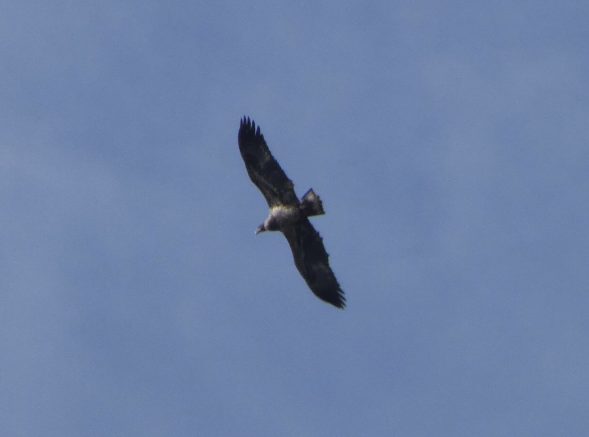 Bald Eagle - ML393754861