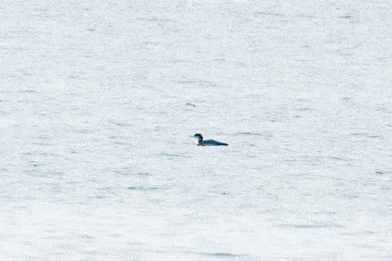 loon sp. - ML393755401