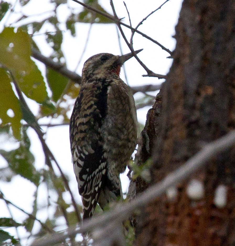 Yellow-bellied Sapsucker - ML393755671