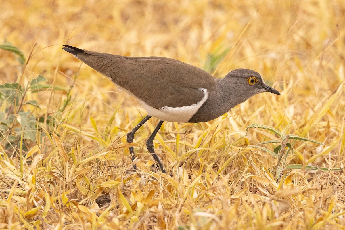 Senegal Lapwing - ML393757031